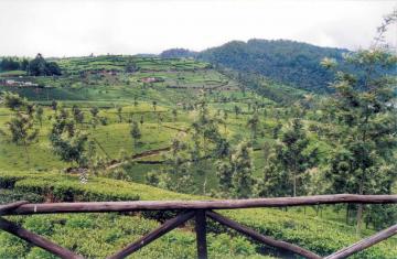 nuwara elia