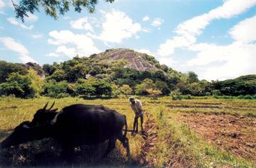 dambulla