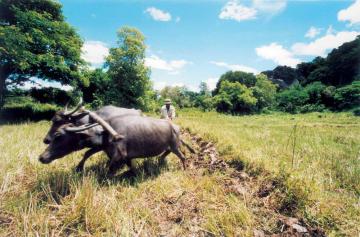 dambulla