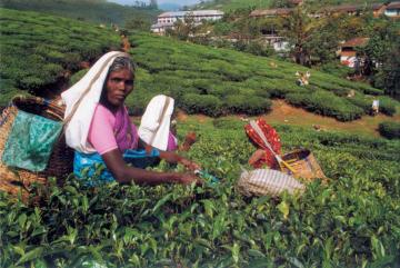 Kumali, Kerala