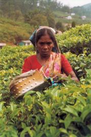 Kumali, Kerala